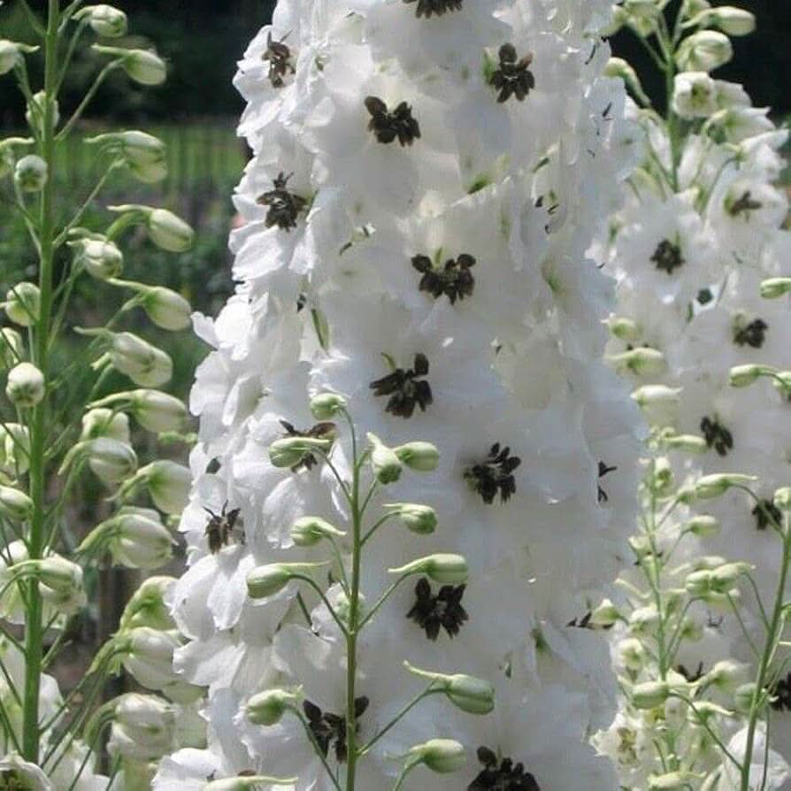 Delphinium Flowering Plant Seeds for backyard gardening and outdoor planting