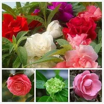 Balsam Flower Seeds for Planting - NON GMO Seeds Dhara Seeds