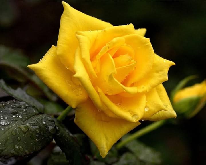 Semillas de Rosas Yellow Flower Seeds for Planting – Fragrant Rose Garden Blooms