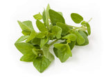 Majoran Origanum majorana Seeds for planting in herb garden