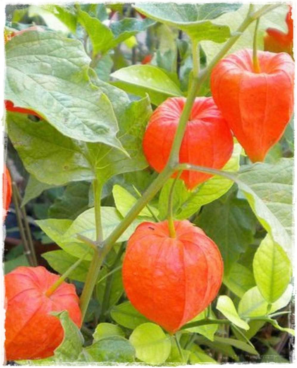 Physalis Fruit Seeds Red