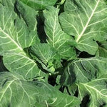 Green Collards Brassica oleracea seeds for garden planting