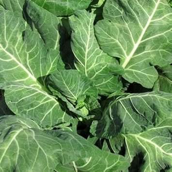 Green Collards Brassica oleracea seeds for garden planting