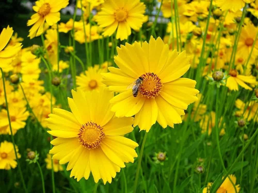 Coreopsis Lanceleaf Seeds for Planting Golden Yellow Flowers Seeds