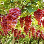 Ruby Roman grape Vitis vinifera seeds for backyard garden