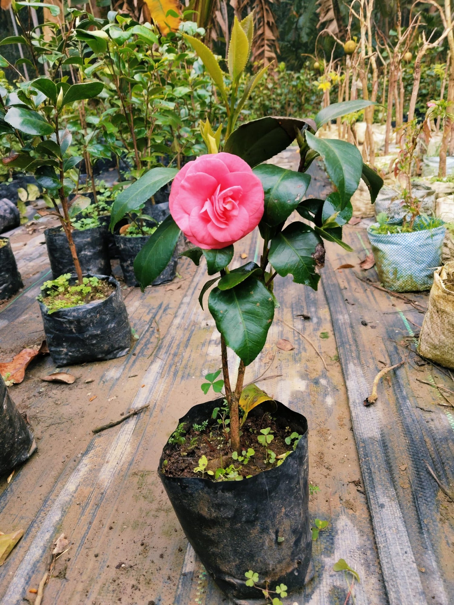 Camellia Camellia japonica Flower Seeds for Indoor and Balcony Pots