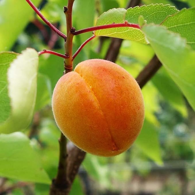 Tropical Apricot – Exotic, Sweet and Tangy Fruit