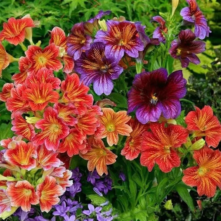 Rare Colored Glass Salpiglossis Seeds – Annual Flower Mix