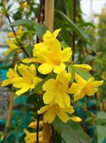 high-germination-non-gmo-carolina-jasmine-seeds

