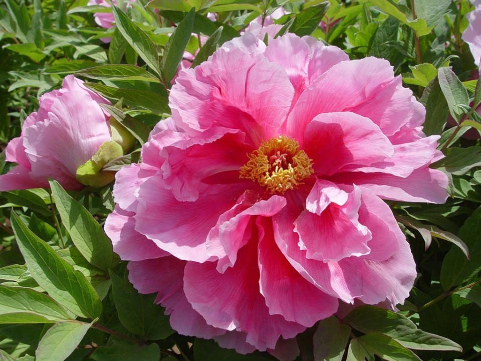 Chinese Peony Paeonia suffruticosa Patio Seeds