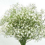 Gypsophila Sky Stars hybrid seeds for decorative landscaping and perennial flowers