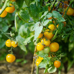 Yellow Tomato Solanum lycopersicum seeds for garden planting