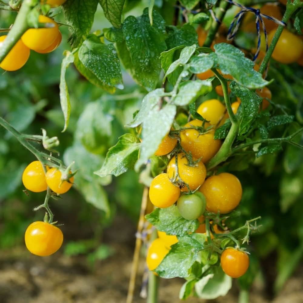 Yellow Tomato Solanum lycopersicum seeds for garden planting