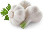 Garlic – Allium sativum – for planting in vegetable patch and urban garden