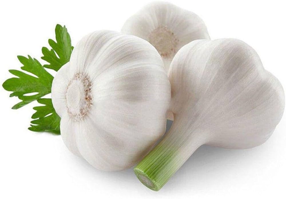 Garlic – Allium sativum – for planting in vegetable patch and urban garden