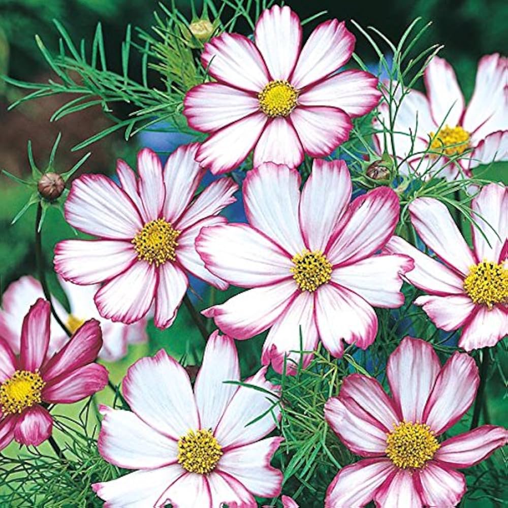 Cosmos Seeds - Candystripe