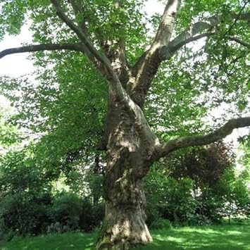 Green Acerifolia Tree - Heirloom, Non - Gmo Seeds