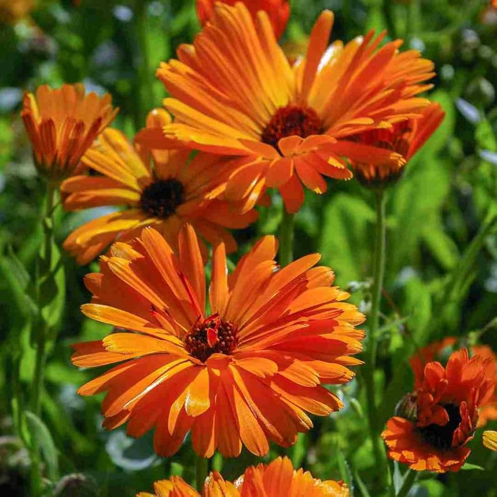 Calendula Calendula Officinalis Blue Flower Seeds for Planting – Suitable for Decorative Beds and Seasonal Displays