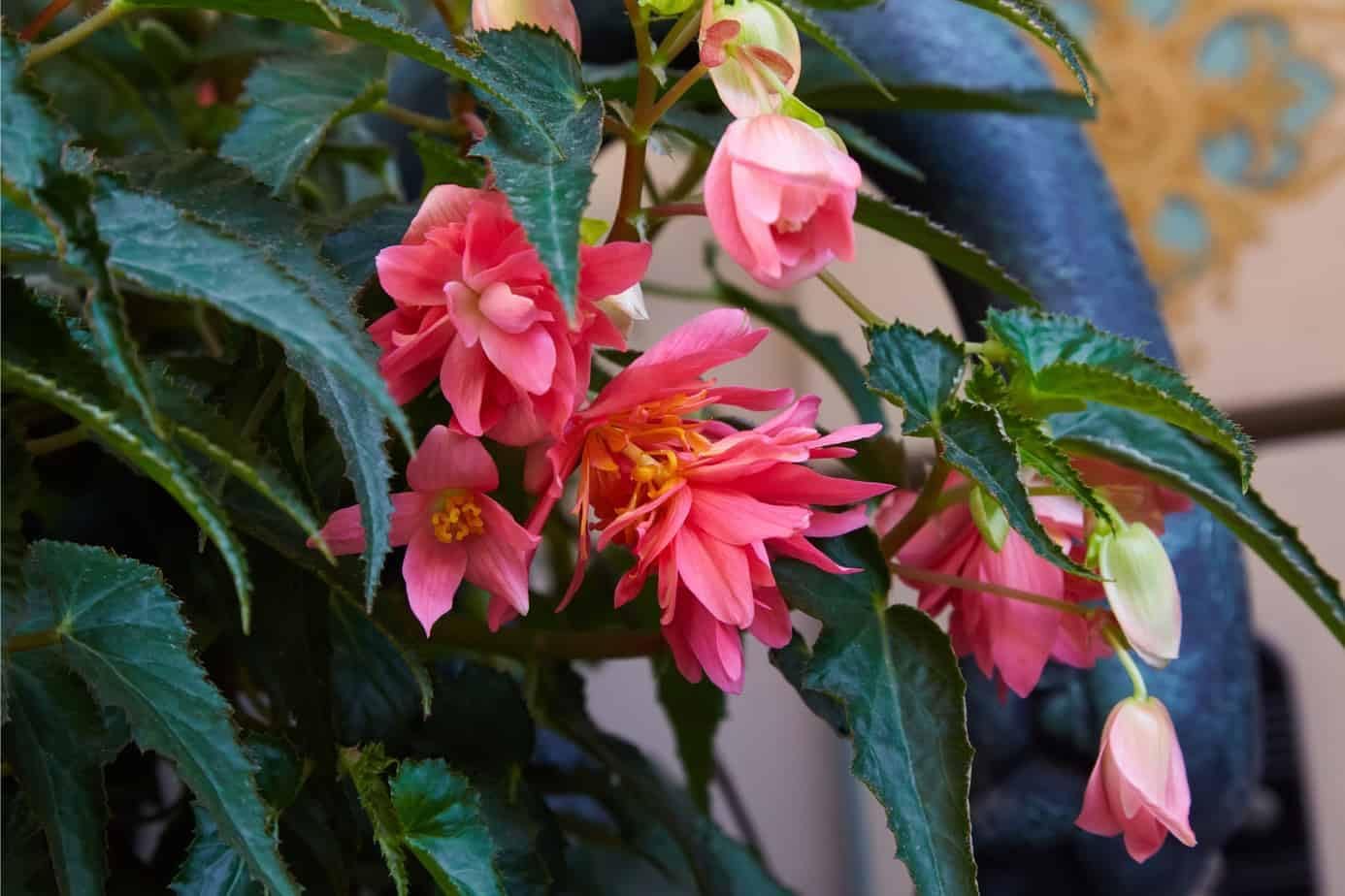 Begonia Boliviensis Flower Seeds for Planting - NON GMO Seeds seeds for planting in home garden