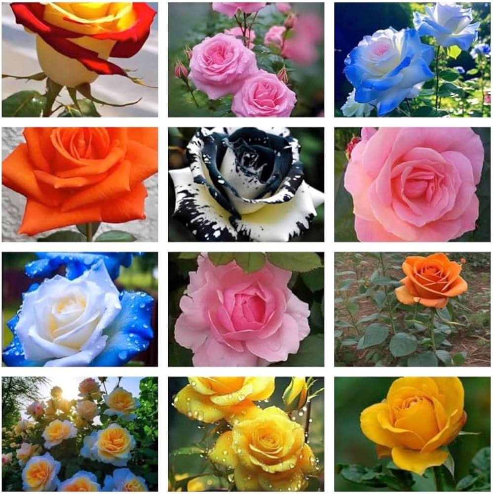 Street Lamp Rose Rosa Mixed Hybrida Flower Seeds for Planting in backyard gardening and ornamental borders