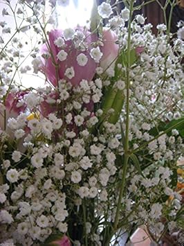 White Gyposophila Elegans Plant Seeds for Planting - 100