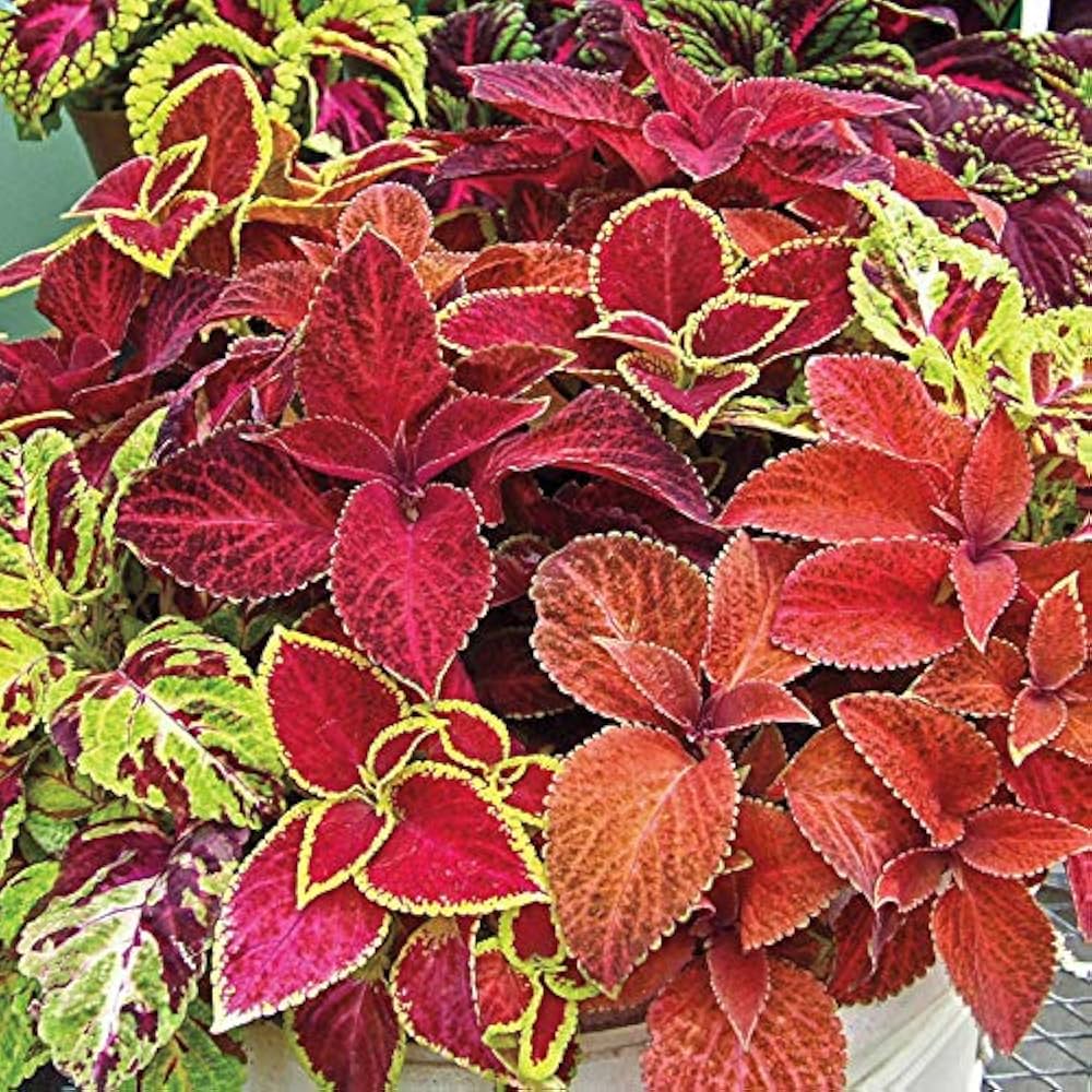 Coleus Jazz Marmor Seeds for Planting flower bed home garden