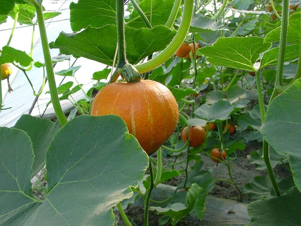 Howden Biggie Pumpkin Cucurbita pepo vegetable seeds for kitchen garden planting