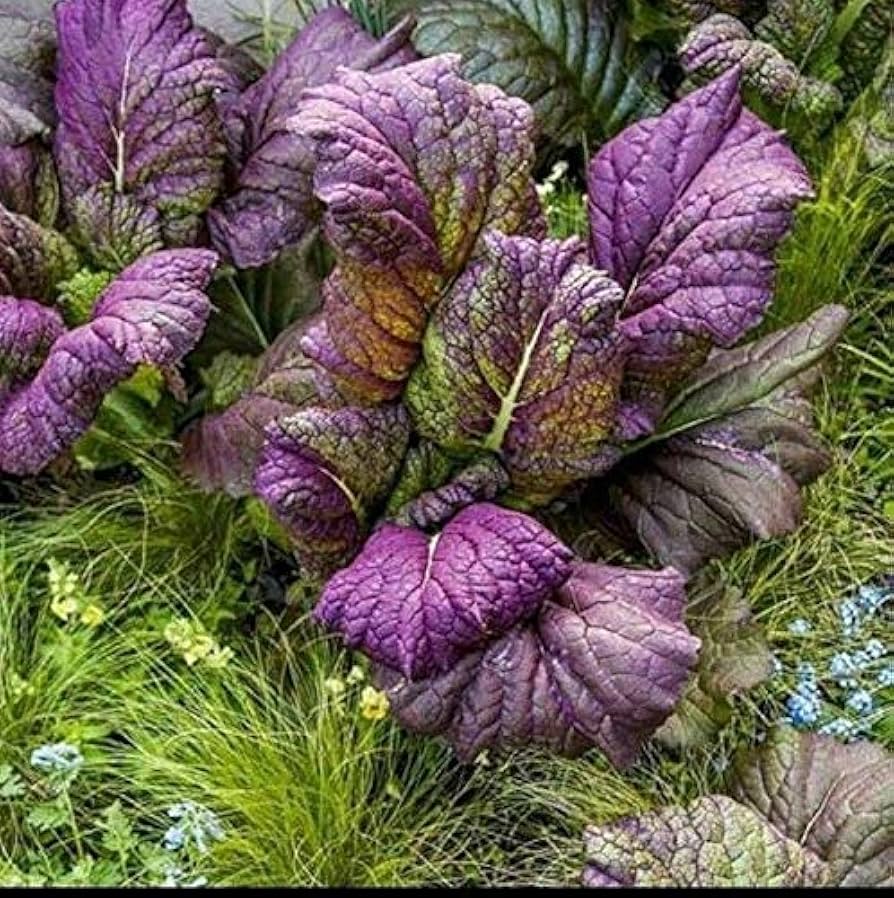 Osaka Purple Mustard Seeds pcs Broad-Leafed Red Veins