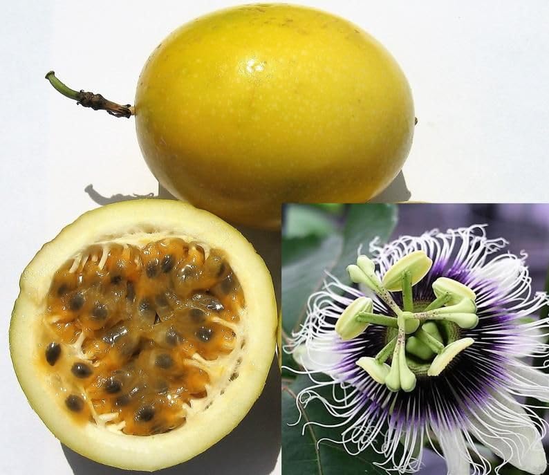 Passion Fruit Passiflora edulis seeds for edible gardening