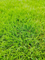 Alopecuroides (Pennisetum alopecuroides) grass seeds for ornamental planting