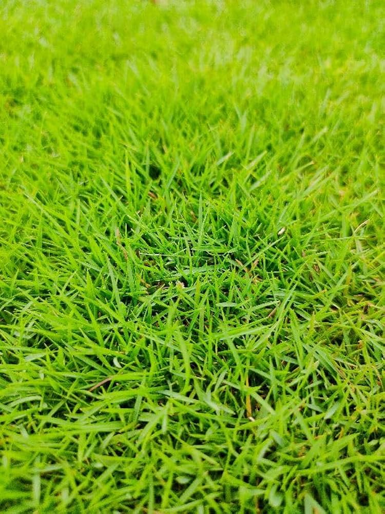 Alopecuroides (Pennisetum alopecuroides) grass seeds for ornamental planting