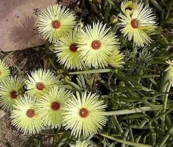 Yellow Cephalophyllum Pillansii Plant Seeds for Planting - NON GMO Seeds for planting in home garden