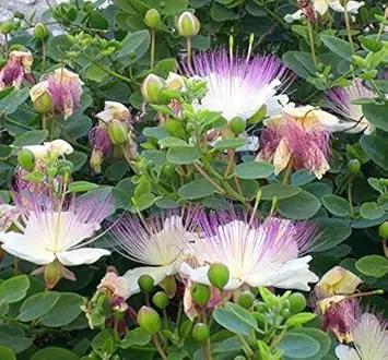 Capparis Spinosa Flower Seeds for Planting - NON GMO Seeds for planting in home garden