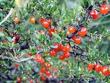 Red Coprosma Nitida Fruit Seeds - Bright Red Fruits for Your Landscape