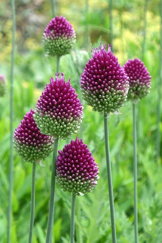 Allium Sphaerocephalon Hardy Shrubflower Bulbs for Garden