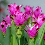 Curcuma Flower Seeds for Garden Planting - NON GMO Seeds Dhara Seeds