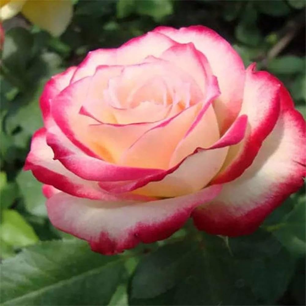 Rose Rosa Hybrida White Blood Flower Seeds for Planting – Suitable for Home Garden and Decorative Borders