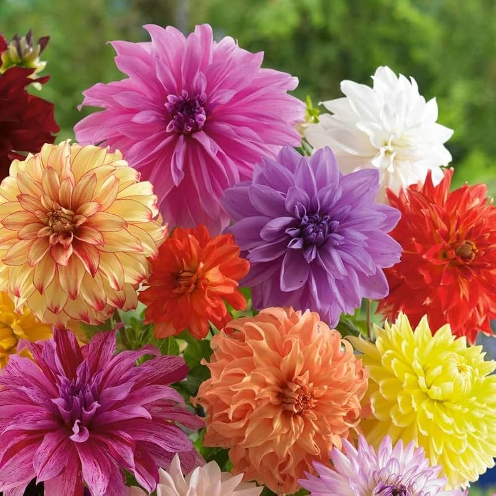 Dalia Bulb Seeds ( , High Survival Rate, Decorative Shrubs)