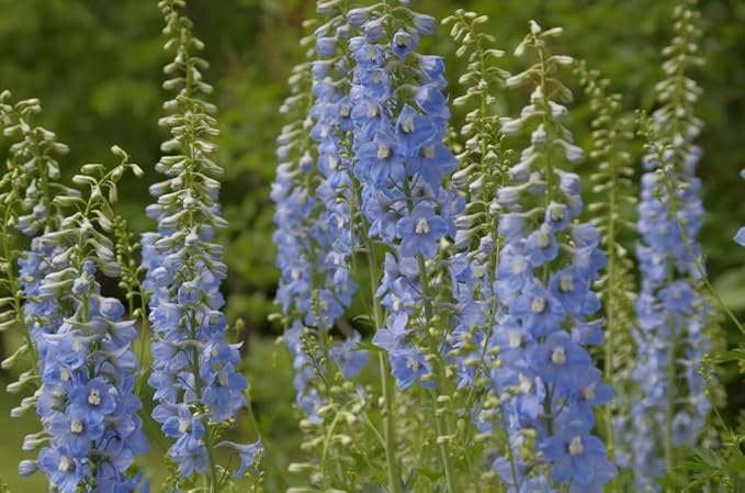 Delphinium Consolida Rakete Rittersporn Seeds ( , Annual Wildflower)
