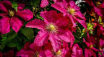 Deep Pink Clematis Flower Seeds for Planting - NON GMO Seeds for planting in home garden