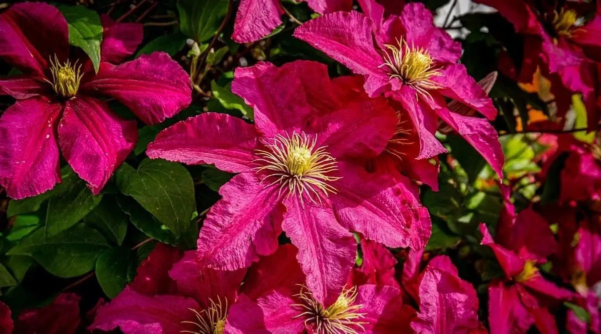 Deep Pink Clematis Flower Seeds for Planting - NON GMO Seeds Dhara Seeds