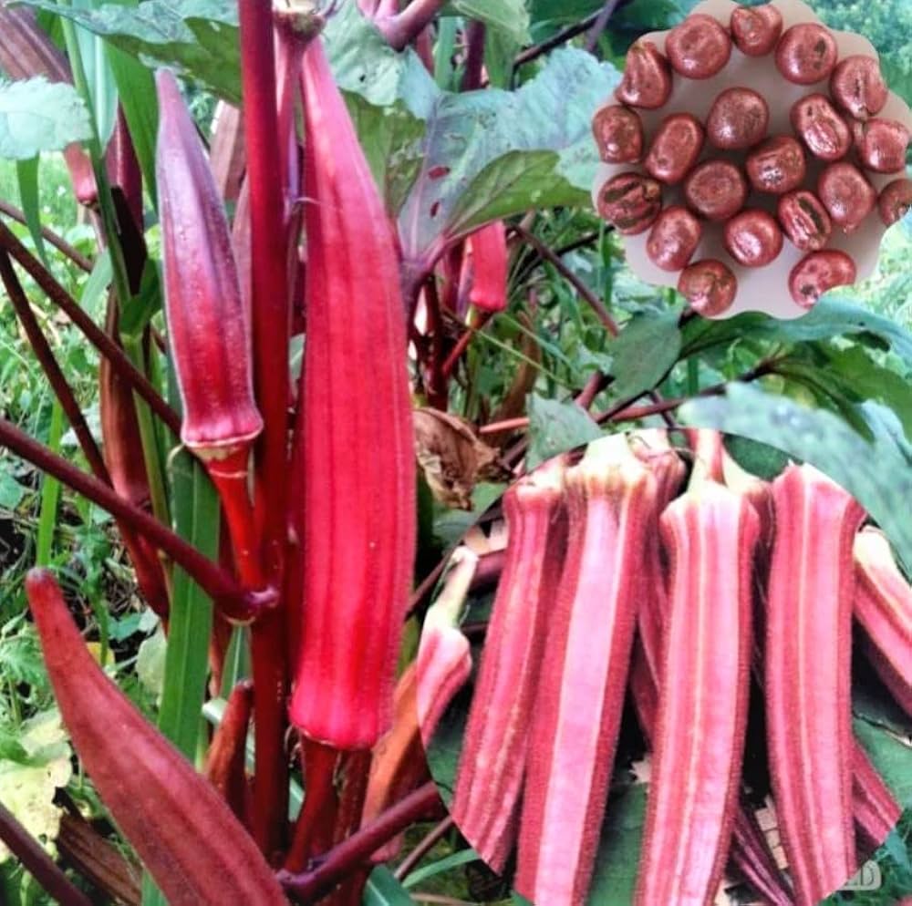 Red Okra Bhindi – Heirloom, Non-GMO, High Germination Organic Garden Seeds