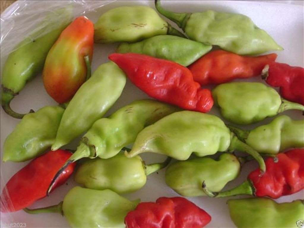 Trinidad Pimento Pepper Seeds