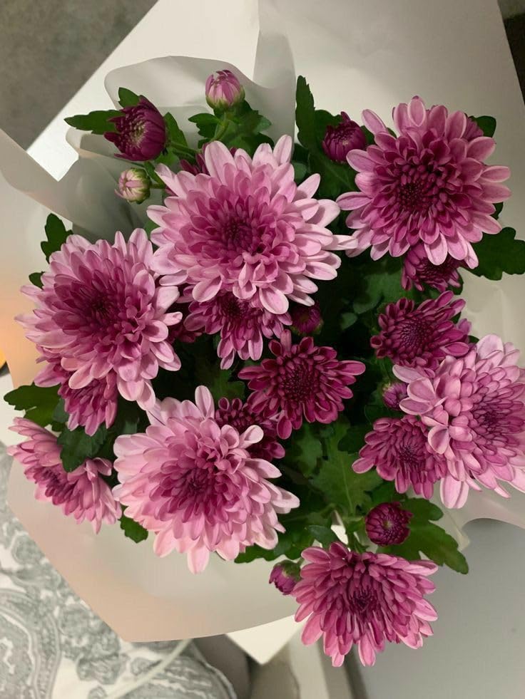 Chrysanthemum Chrysanthemum spp. Seeds for Planting - Ideal for Flower Bed & Urban Garden
