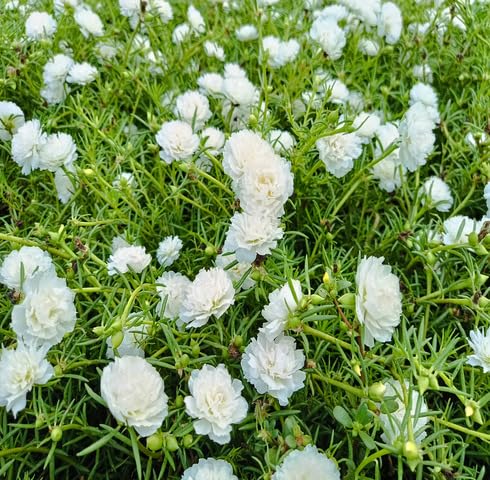 White Portulaca Flower - Heirloom, Non - Gmo Seeds