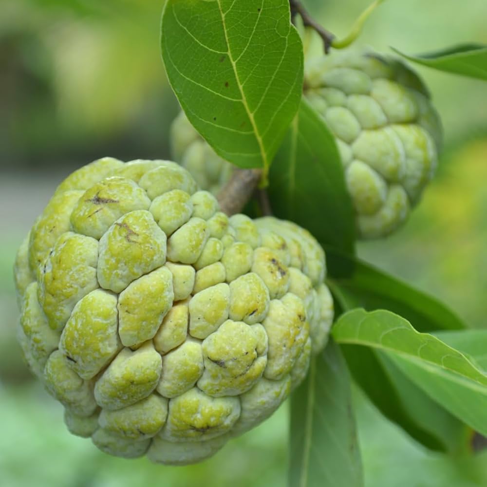 Annona Fruit Seeds for Planting Green Variety for Home Orchard and Garden