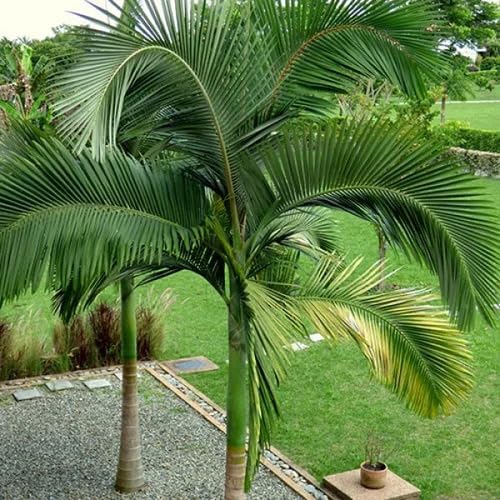 Palm Tree Green Growing - Heirloom, Non - Gmo Seeds