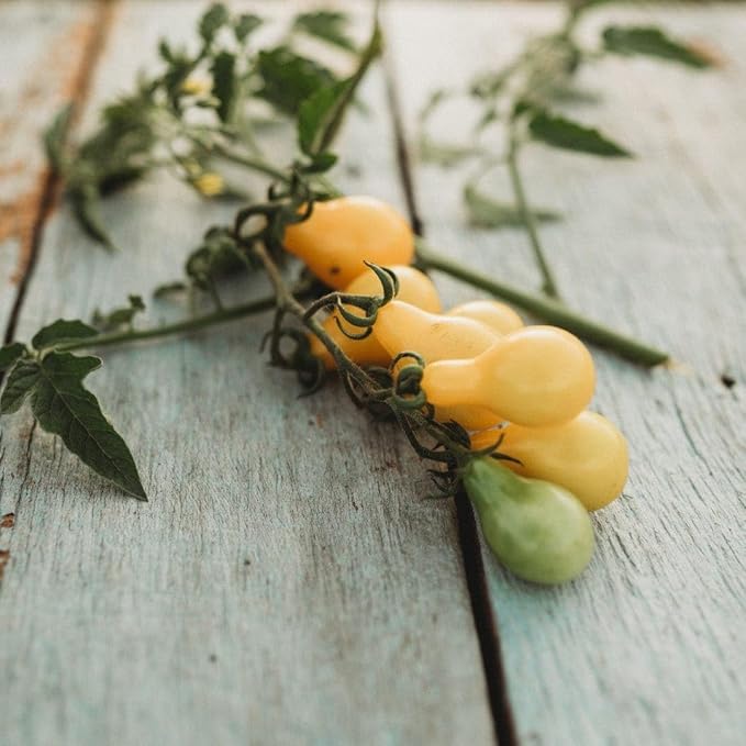 Tomato Solanum Lycopersicum Organic Heirloom Yellow Pear Vegetable Seeds for Planting – Small Fruit Variety for Patio and Garden