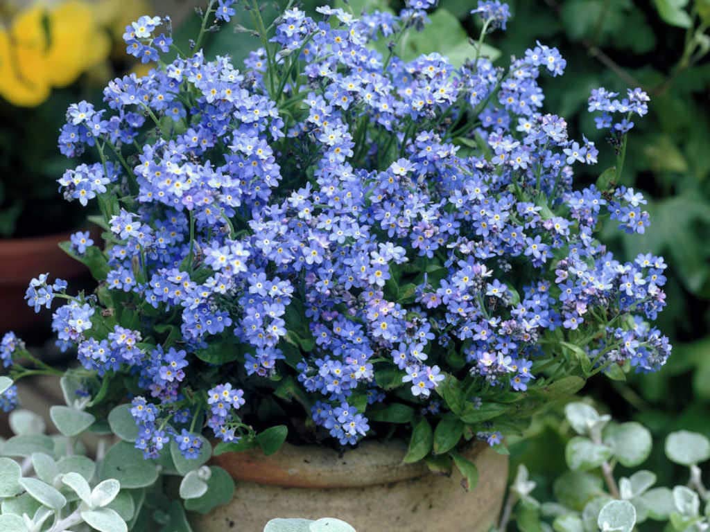 Forget-Me-Not 'Myosotis Alpestris' Mix Seeds for Garden and Container Planting