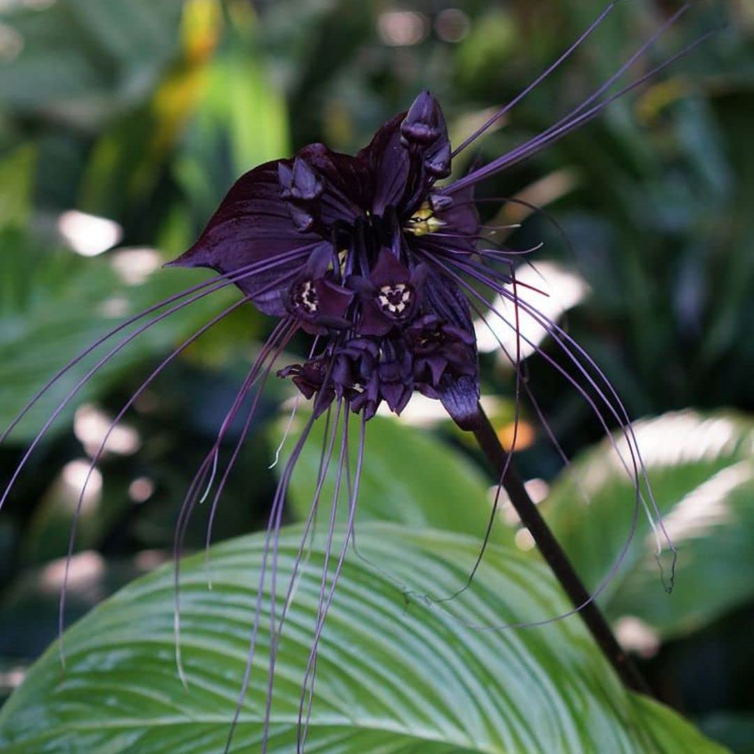 Black Bat Flower Seeds